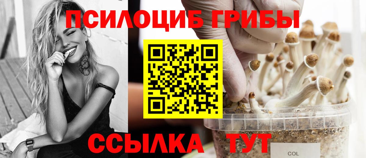 Галлюциногенные грибы Psilocybine cubensis Муром